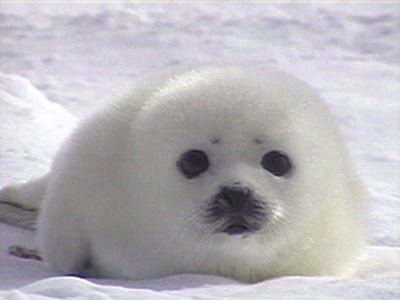 Baby-Seal.jpg