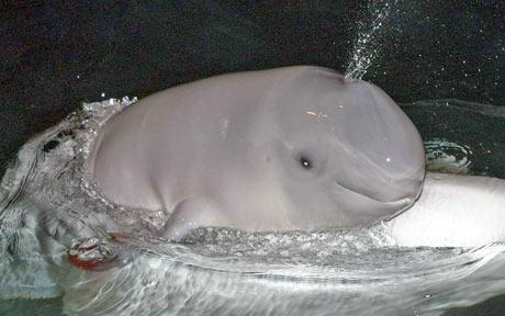 Baby Belugas | Baby Animal Zoo