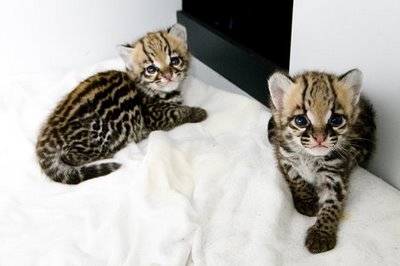 ocelot-kittens.jpg