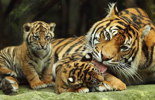 http://www.babyanimalzoo.com/wp-content/uploads/2011/12/sumatran-tiger-cub.jpg