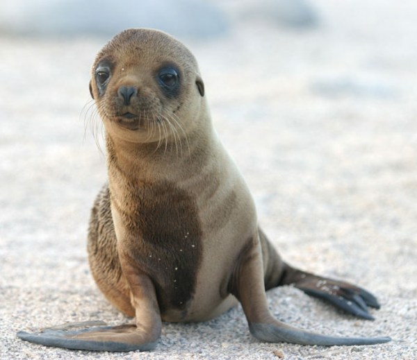There Will Be More Sea Lions! | Baby Animal Zoo