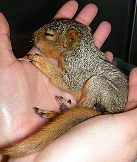 This is NUTS: Baby Squirrel in a Cute Baby Size Cast  Baby Animal Zoo