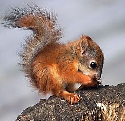 redsquirrel  Baby Animal Zoo