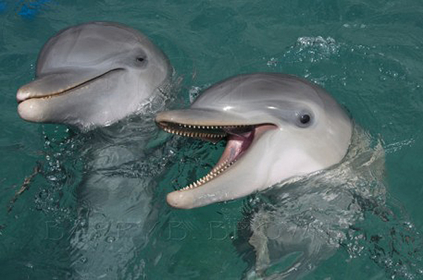 Baby Bottlenose Dolphins Baby Animal Zoo