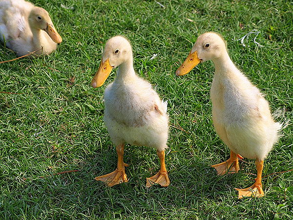 runner-ducks.jpg