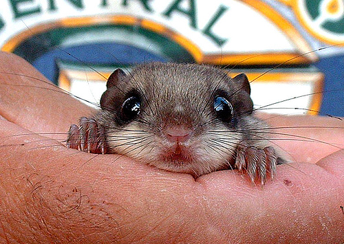 flying squirrel  Baby Animal Zoo