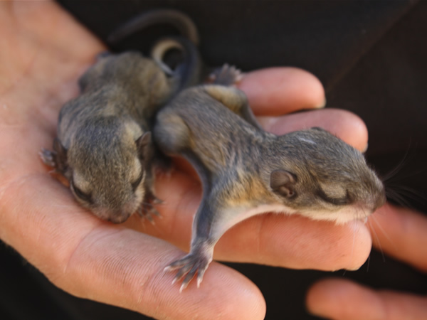 “Fly” High With Baby Squirrels  Baby Animal Zoo
