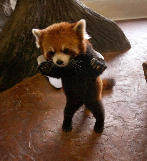 original_danger-baby-red-panda-28656-1233077173-9.jpg