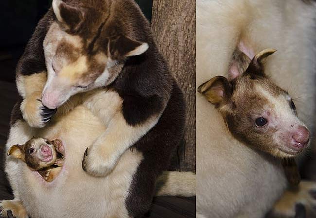 Tree Kangaroo Baby Joey Prepares for Pouch Exit - Baby Animal Zoo