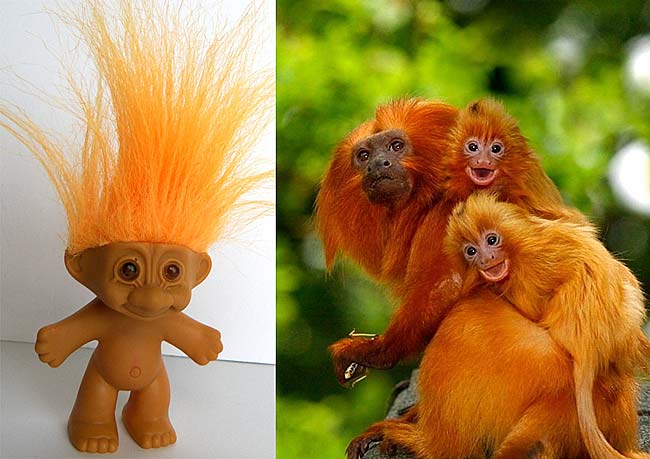 Golden Lion Tamarin – Real Baby Troll Dolls - Baby Animal Zoo