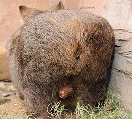 Baby Wombat Joeys Pouch Happy - Baby Animal Zoo