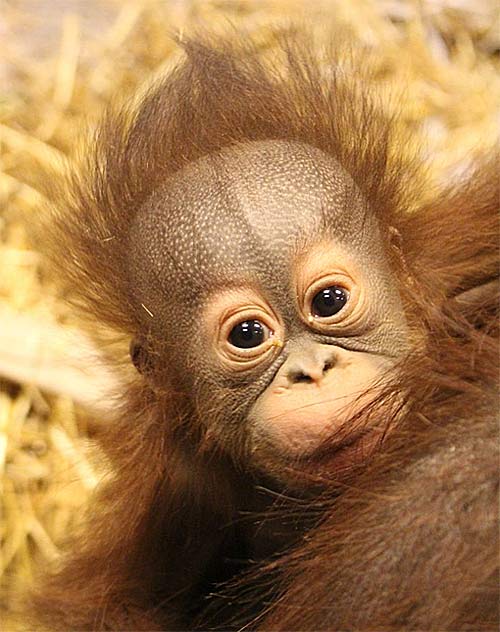 Baby Orangutans Enjoy the Early Years with Mom - Baby Animal Zoo