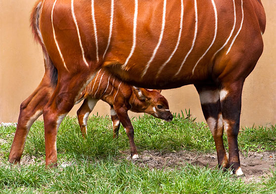 Bongos: They’re Not Drums, They’re Antelope! | Baby Animal Zoo
