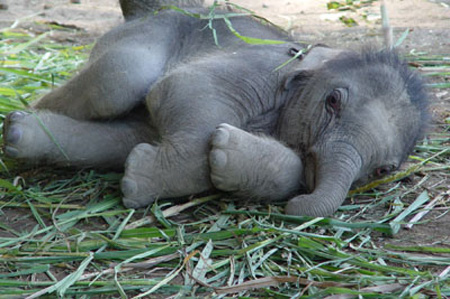 Elephants: Start Small, Grow Up Larger Than Life | Baby Animal Zoo