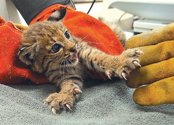 Baby Bobcats: Super Common And Super Cute! | Baby Animal Zoo