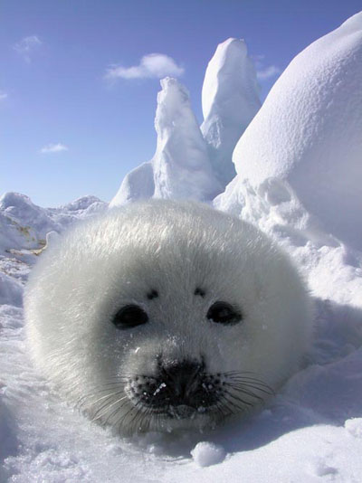 cute-baby-harp-seal-pics | Baby Animal Zoo