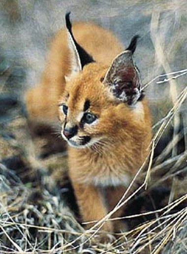 Caracal – Long Antenna Cat | Baby Animal Zoo