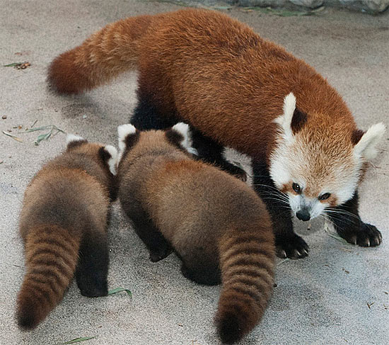 Rusty Red Thick Furred Panda Baby Animal Zoo