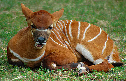 Bongos: They’re Not Drums, They’re Antelope! | Baby Animal Zoo
