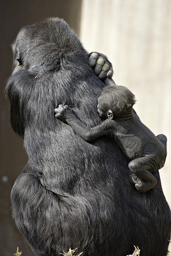 gorillas primate