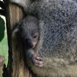 Baby Koala!