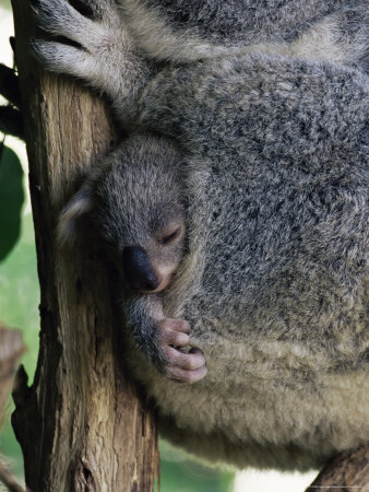 Marsupials Keep Their Babies In Pouches - Baby Animal Zoo