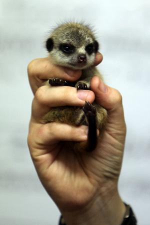 cute baby animals