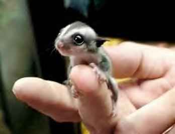baby-sugar-glider | Baby Animal Zoo