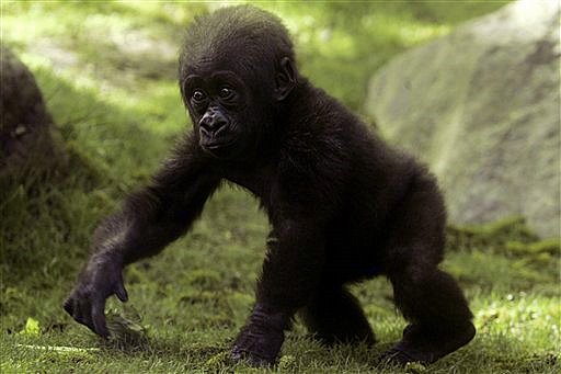 Gorillas The Largest Primate Still Starts Out Small