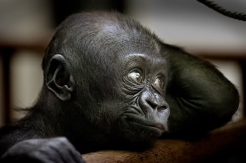Gorillas The Largest Primate Still Starts Out Small Baby Animal Zoo
