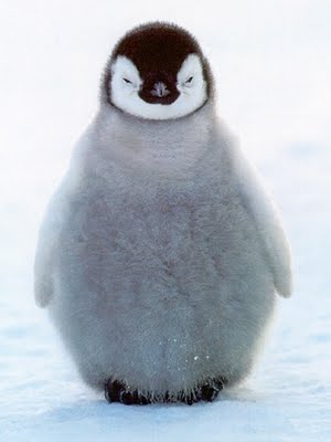 Penguins: The Flightless Bird | Baby Animal Zoo