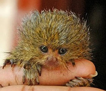 platypus baby platypus baby