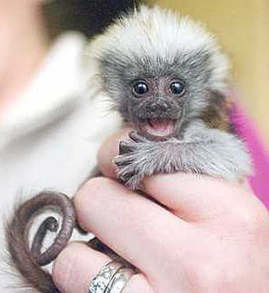 pygmy marmoset stuffed animal