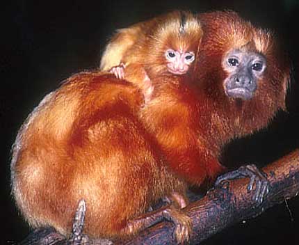 Your Favorite Bright Orange Little Monkey | Baby Animal Zoo
