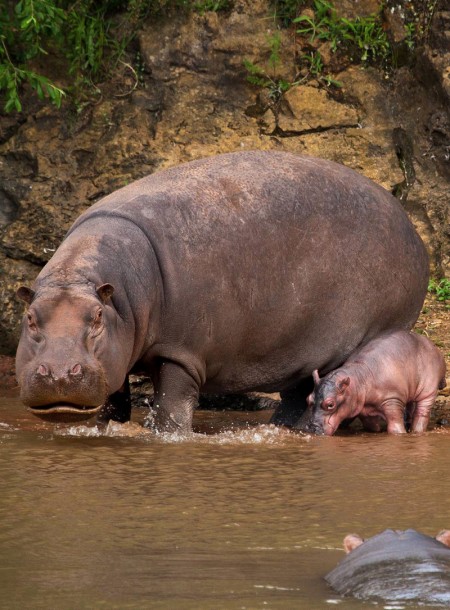 hippo hides babyanimalzoo