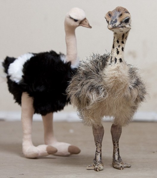 ostriches ostrich