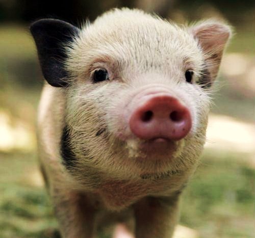 Piglets Are As Cute As You Thought They Were, But Far More Interesting