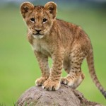 Lion Cubs: The King Of The Jungle Starts Out As A Little ...