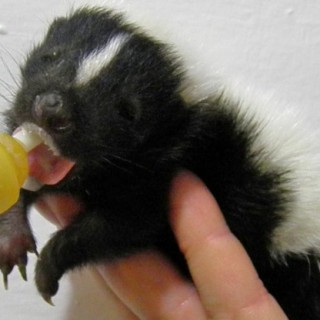 They May Stink, But Baby Skunks Are Still Cute - Baby Animal Zoo