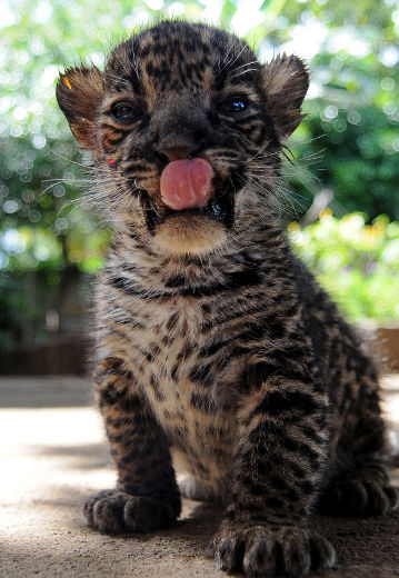 Jaguars Born in Nicaraguan Zoo | Baby Animal Zoo