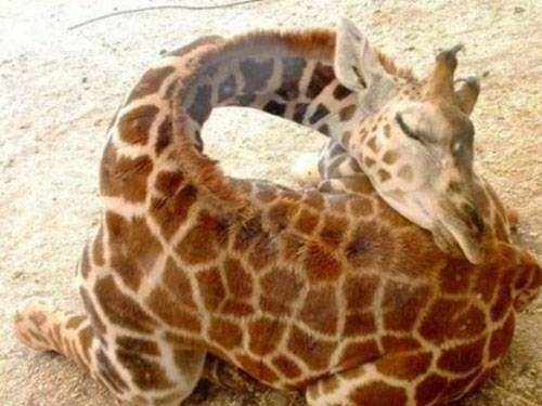 Baby Animals Need Sleep - Baby Animal Zoo Baby Animals Need Sleep - Baby Animal Zoo