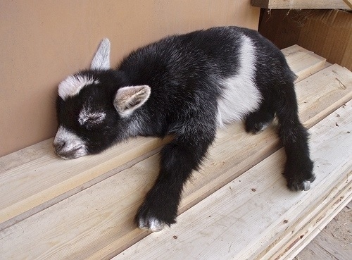 Baby Animals Need Sleep - Baby Animal Zoo