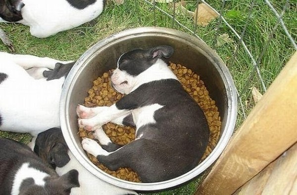 Baby Animals Need Sleep - Baby Animal Zoo Baby Animals Need Sleep - Baby Animal Zoo