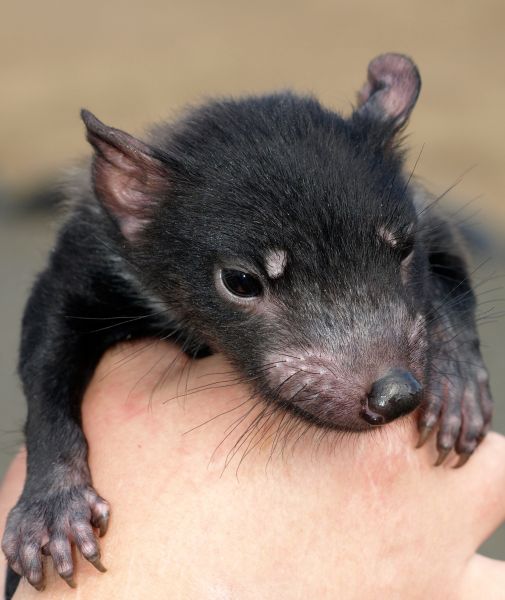 tasmanian devil newborn