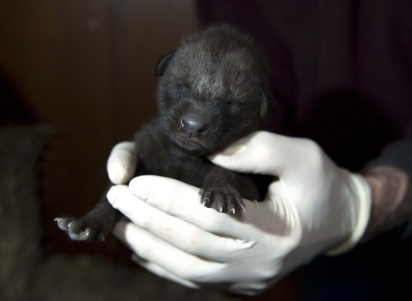 Rare, Maned Wolf Pups Born | Baby Animal Zoo