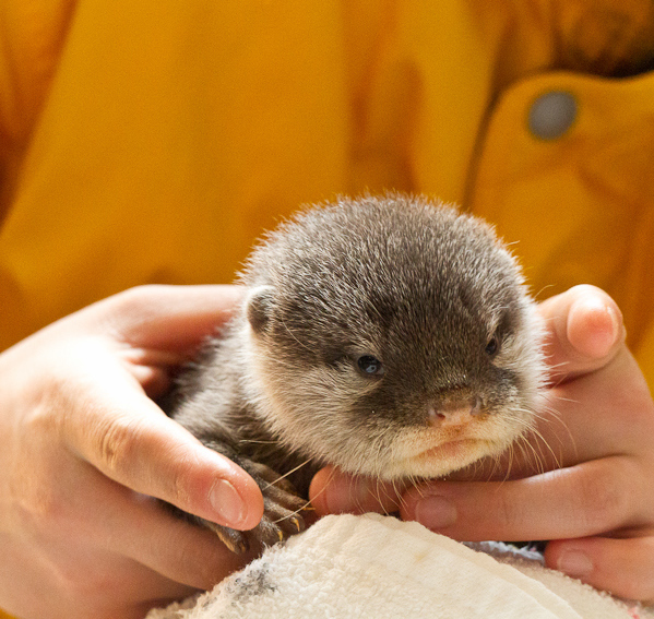 More Baby Otters! - Baby Animal Zoo