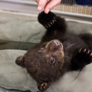 Aldo the Cuddliest Bear Cub: New Guest at Oregon Zoo | Baby Animal Zoo