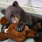 Aldo, the newest addition to the Oregon Zoo