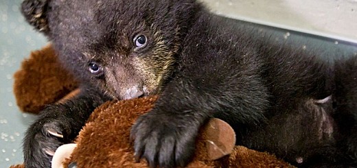 Aldo, the newest addition to the Oregon Zoo