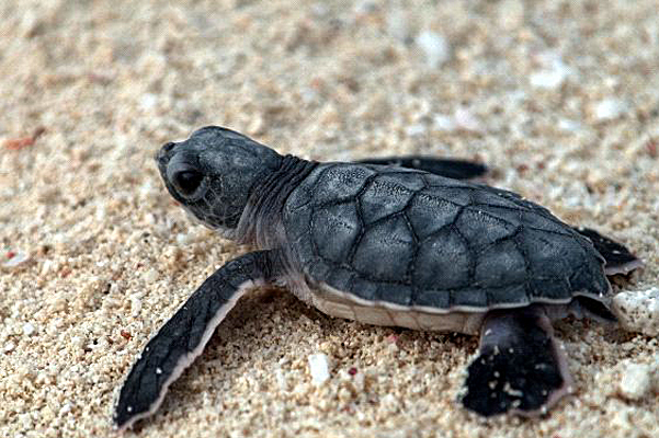 Baby Sea Turtles: The Journey of a Lifetime - Baby Animal Zoo